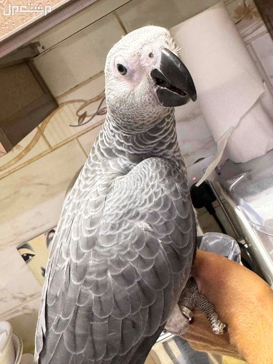 ببغاء كاسكو فرخ كاسكو كونقو سوبر جامبو في الرياض بسعر 4800 ريال سعودي