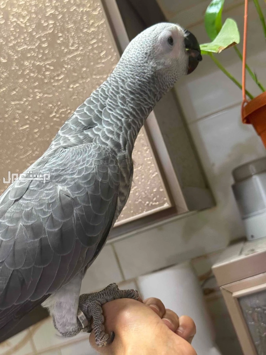 ببغاء كاسكو فرخ كاسكو كونقو سوبر جامبو في الرياض بسعر 4800 ريال سعودي