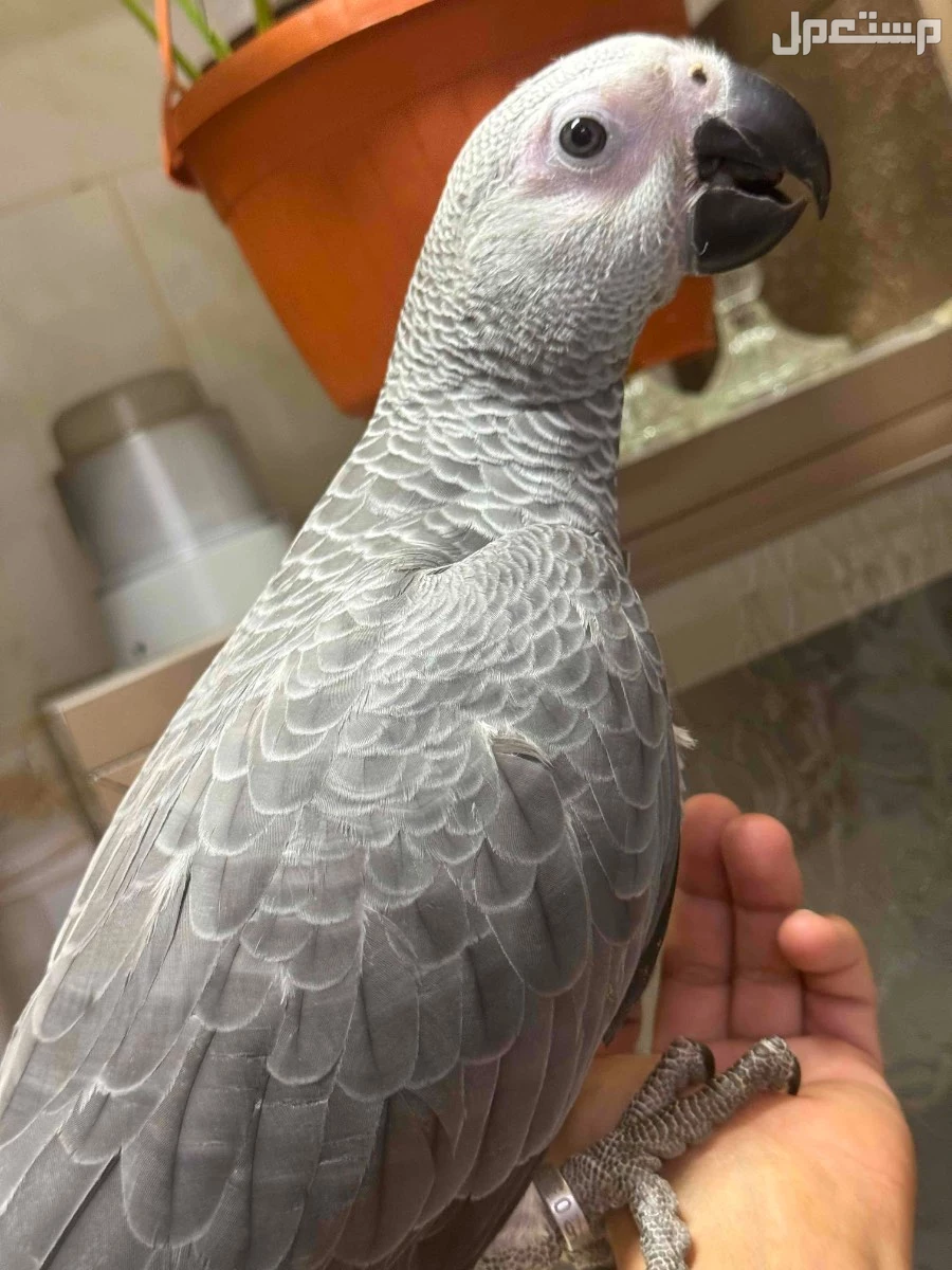 ببغاء كاسكو فرخ كاسكو كونقو سوبر جامبو في الرياض بسعر 4800 ريال سعودي