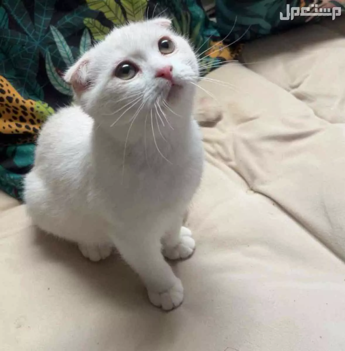 قطه سكوتش فولد انثى للبيع بالرياض