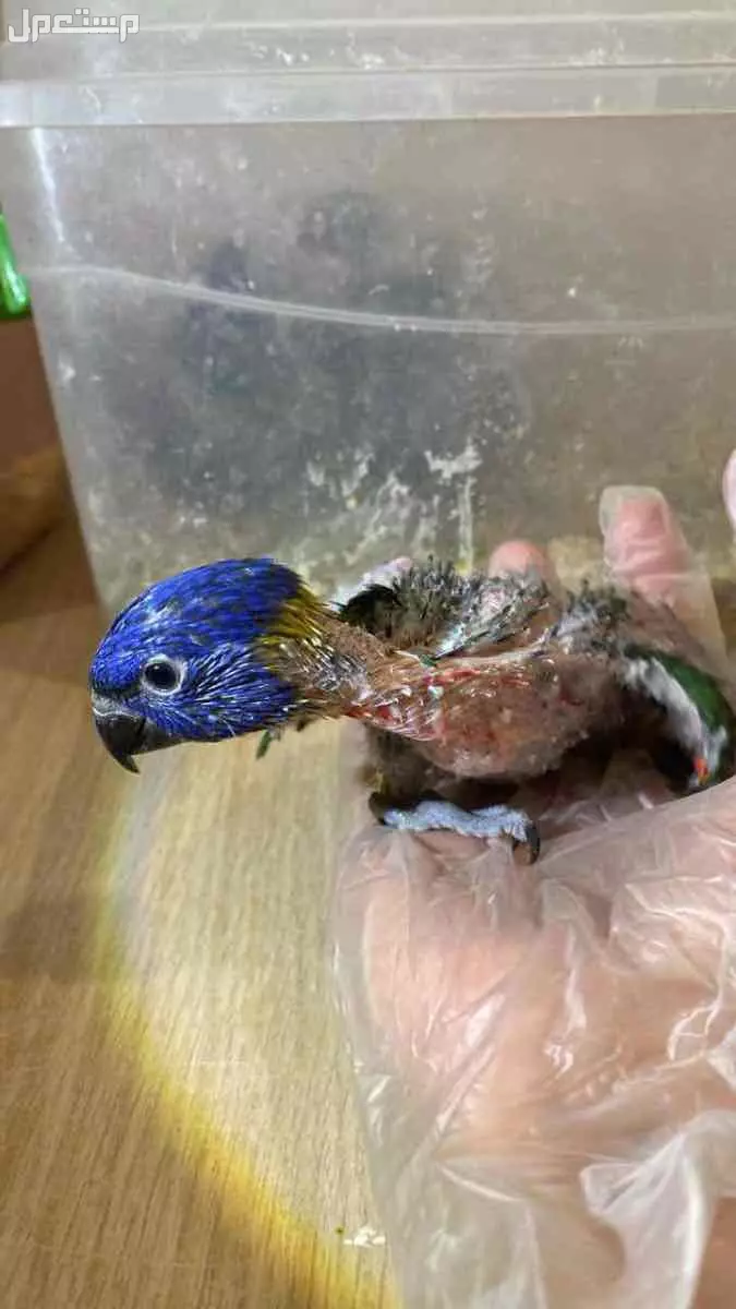 فرخ لوري عمر شهر ويومين في الرياض 2025