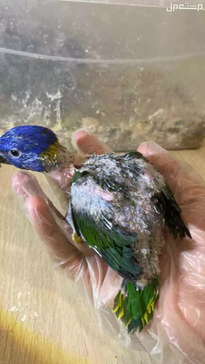 فرخ لوري عمر شهر ويومين في الرياض 2025