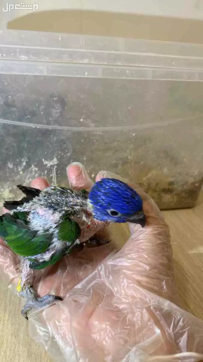 فرخ لوري عمر شهر ويومين في الرياض 2025