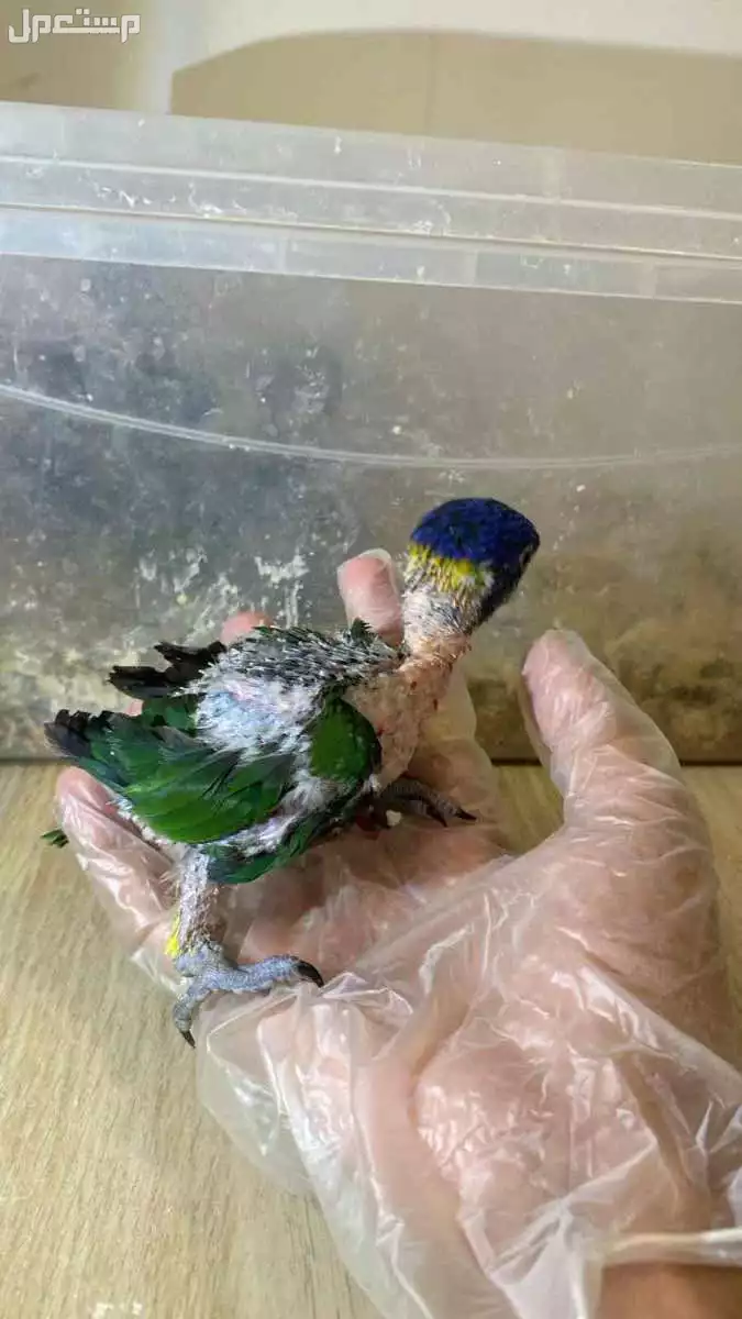 فرخ لوري عمر شهر ويومين في الرياض 2025