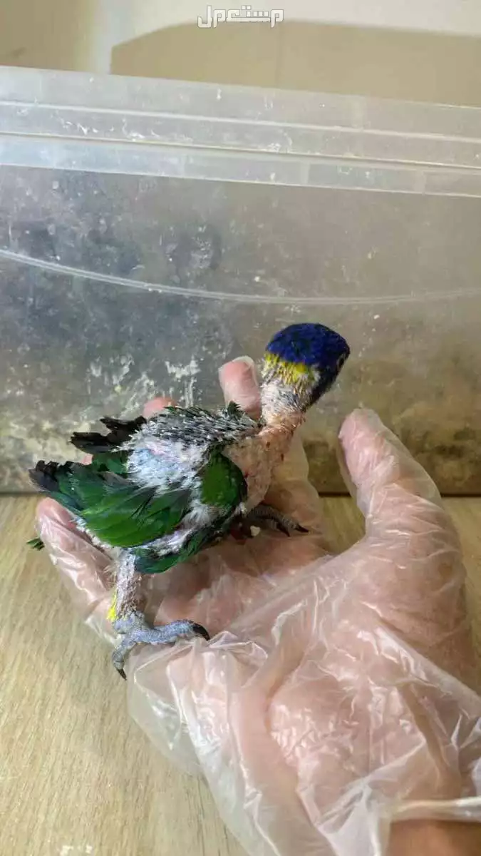 فرخ لوري عمر شهر ويومين في الرياض 2025