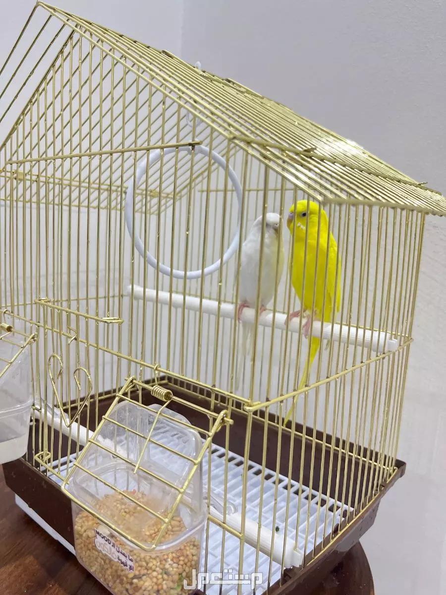 للبيع طيور الحب     في الطائف بسعر 300 ريال سعودي