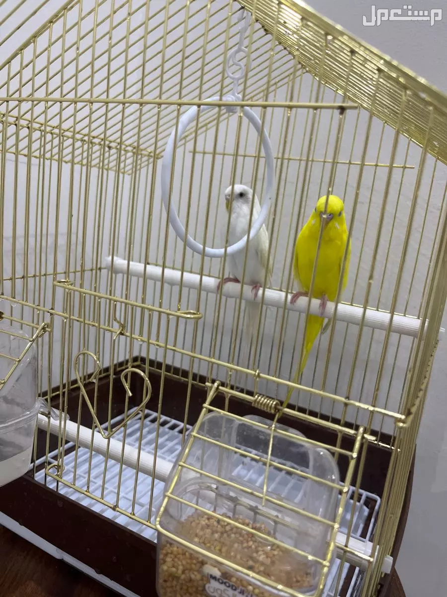 للبيع طيور الحب     في الطائف بسعر 300 ريال سعودي