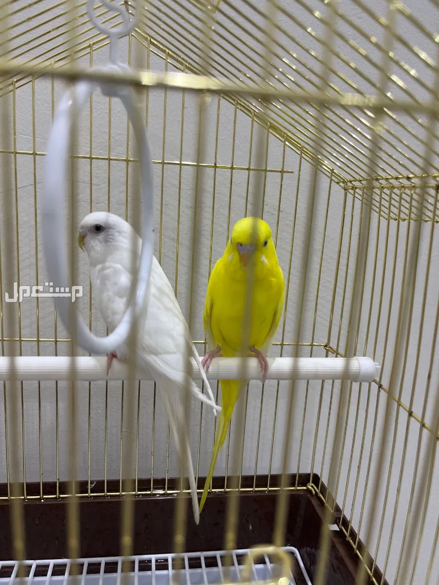 للبيع طيور الحب     في الطائف بسعر 300 ريال سعودي