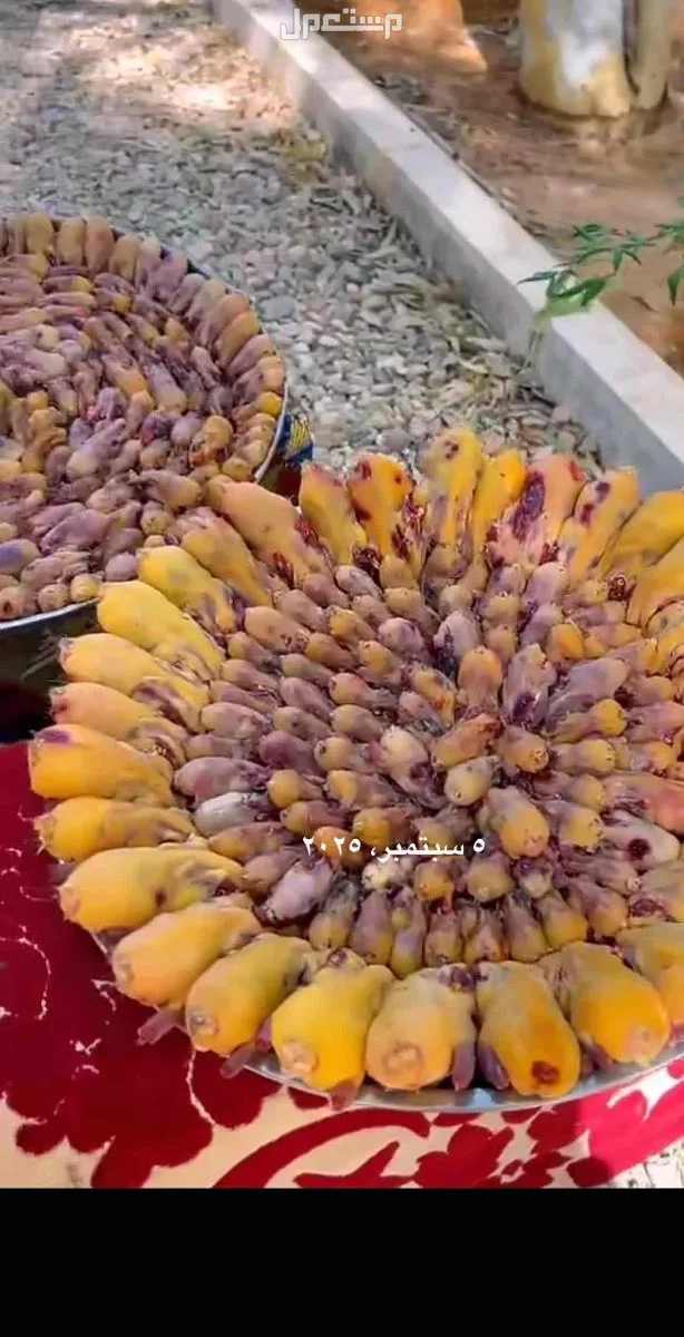 دخل طيور مهاجرة وطيور التين  في الرياض بسعر 250 ريال سعودي