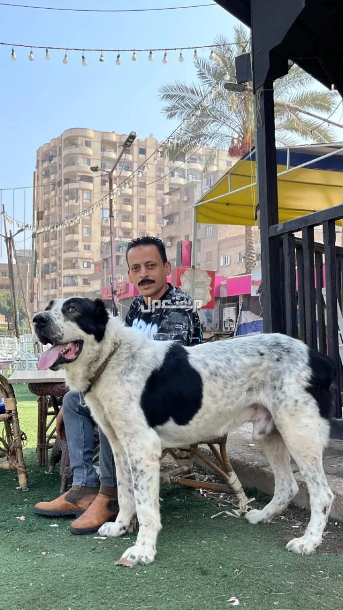 مدرب كلاب متخصص تدريب الكلاب وتأهيل الجراوى بالأمر والإشارة