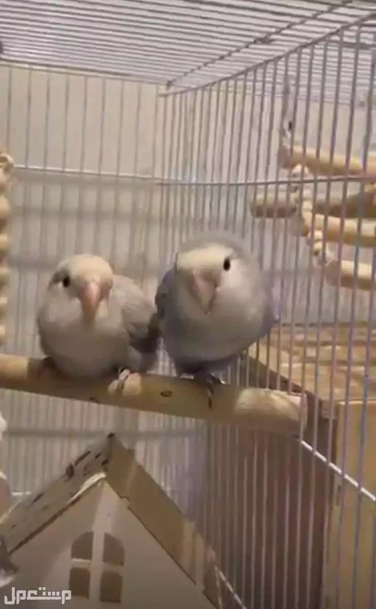 الدمام حي السلام شارع الخزان في الدمام بسعر 450 ريال سعودي