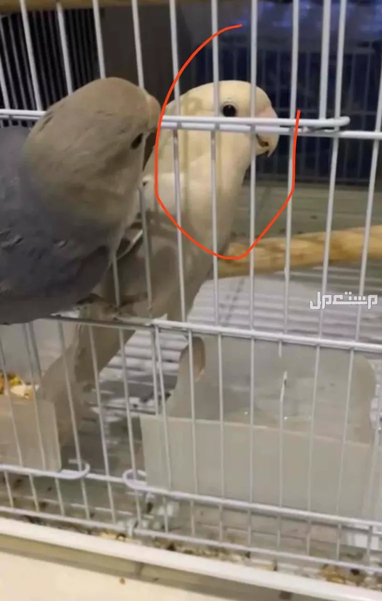 الدمام حي السلام شارع الخزان في الدمام بسعر 450 ريال سعودي