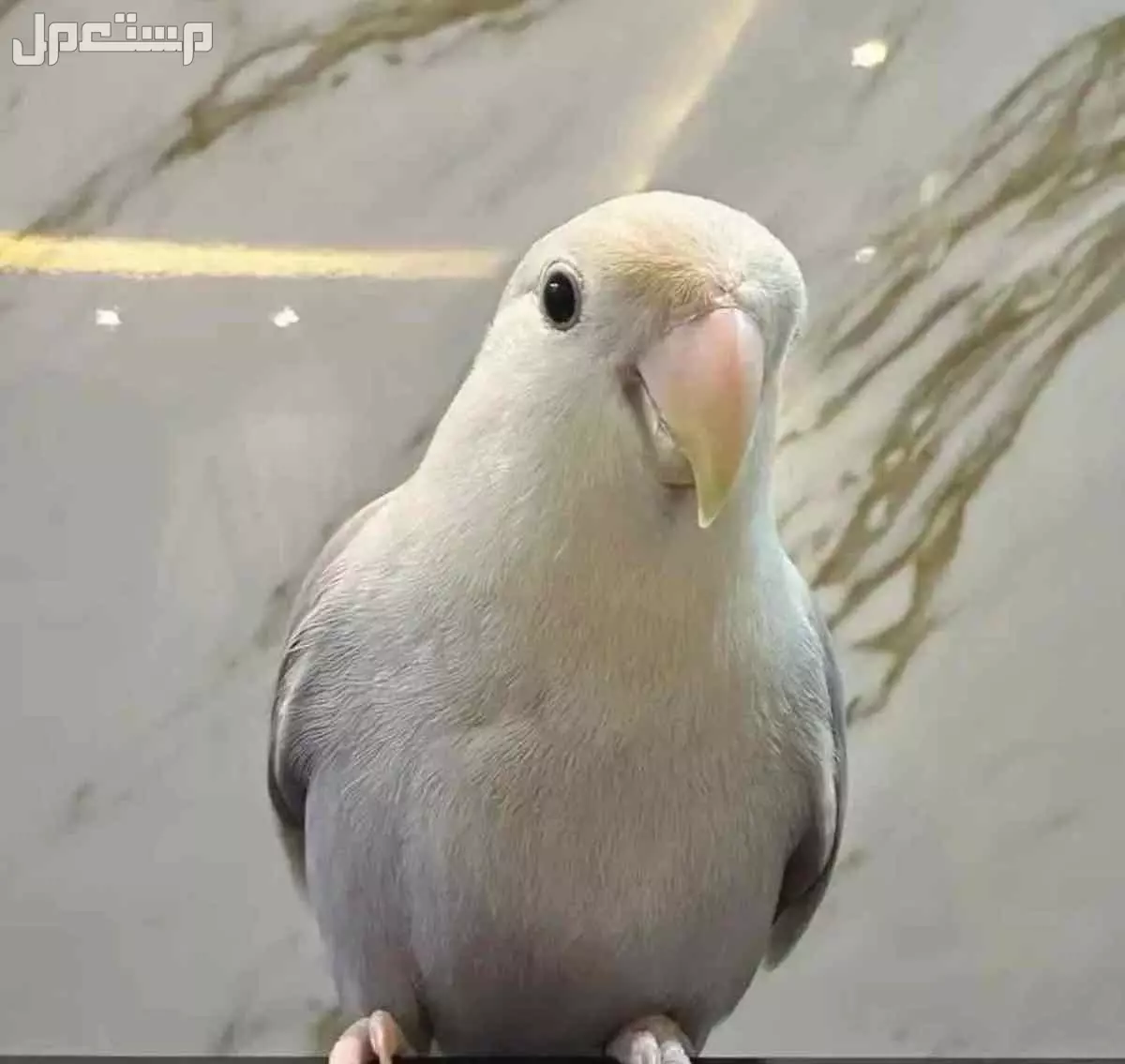 الدمام حي السلام شارع الخزان في الدمام بسعر 450 ريال سعودي