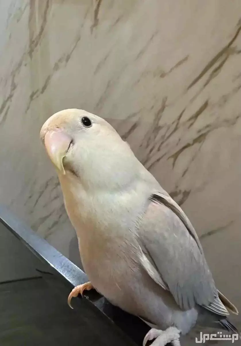 الدمام حي السلام شارع الخزان في الدمام بسعر 450 ريال سعودي