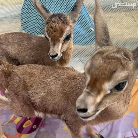 غزلان للبيع ريم عربي صافي وفلودير