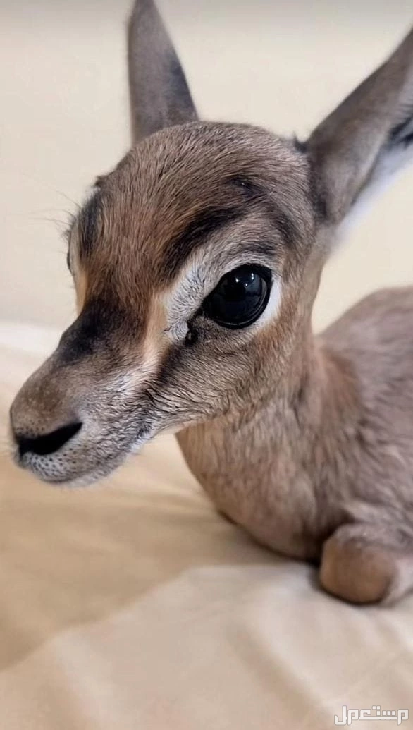 غزلان للبيع ريم عربي صافي وفلودير