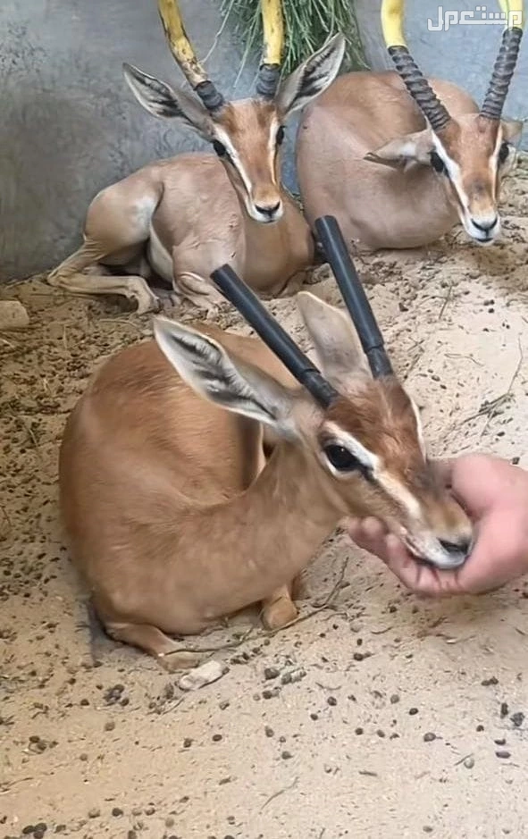 غزلان للبيع ريم عربي صافي وفلودير