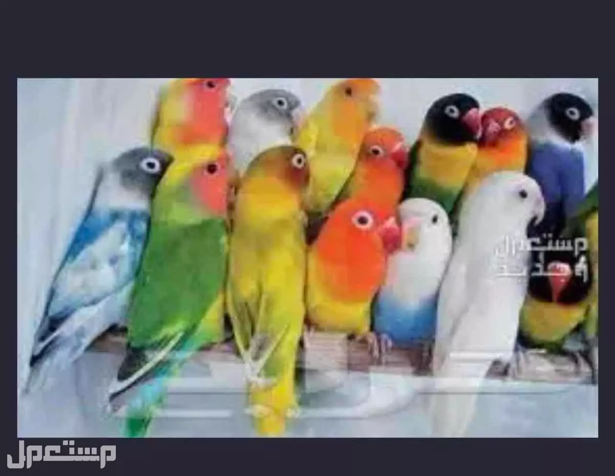 اقبل تبني طير روز او طيور زينه