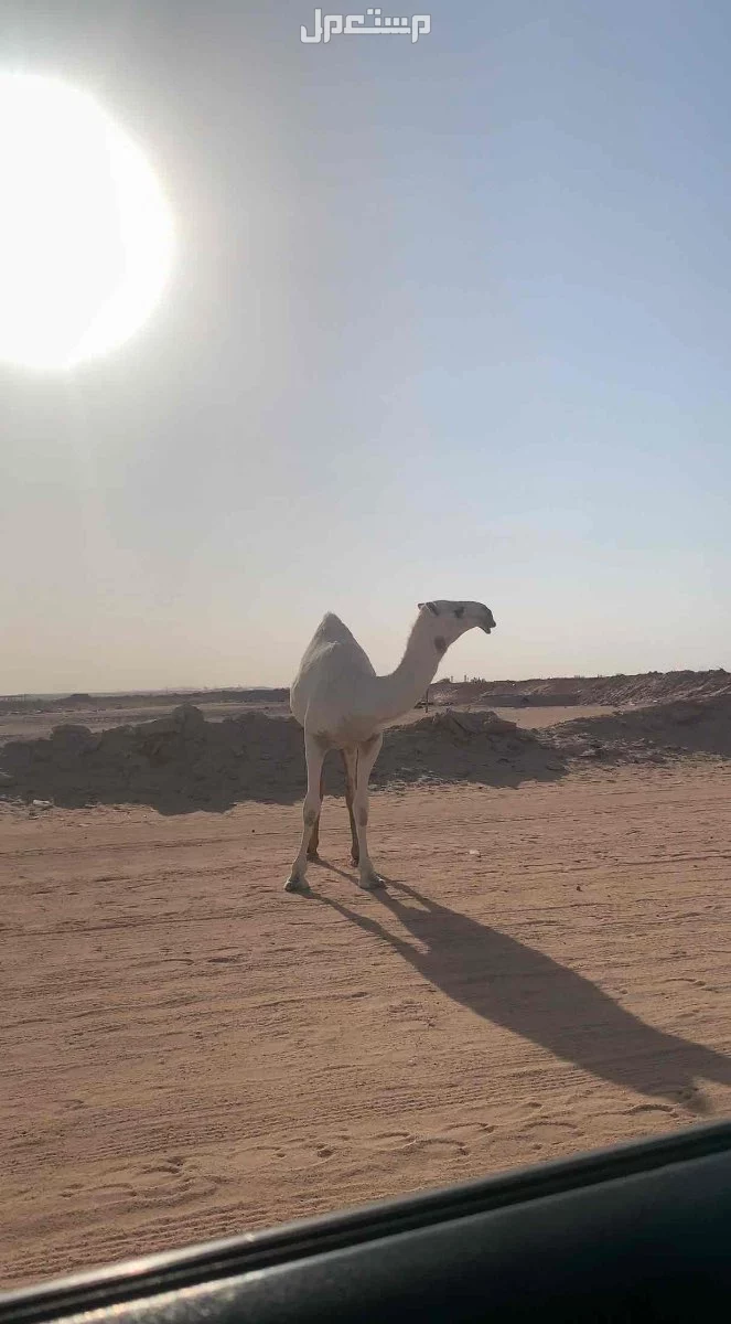 للبيع بكار وضح طيبات فردات عدد 3