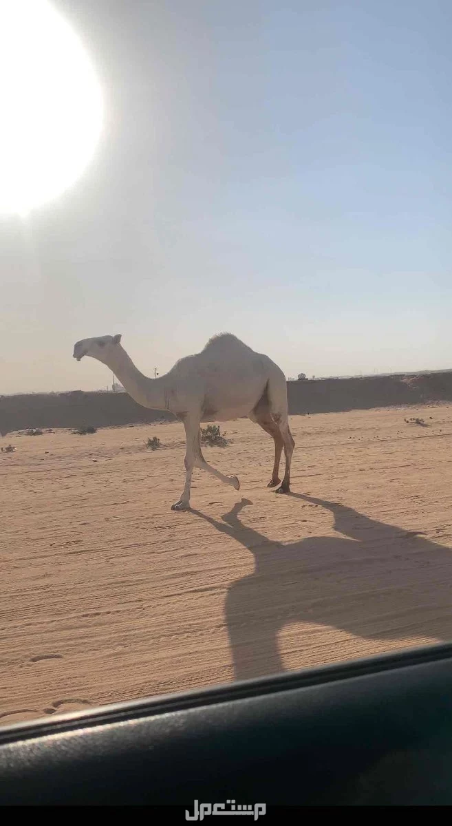 للبيع بكار وضح طيبات فردات عدد 3