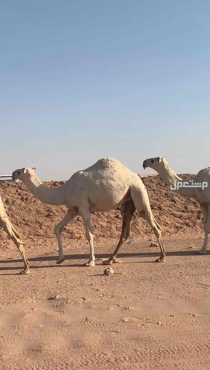 للبيع بكار وضح طيبات فردات عدد 3