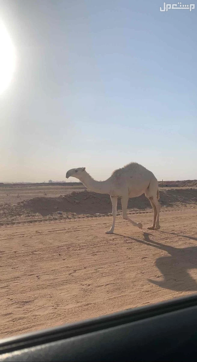 للبيع بكار وضح طيبات فردات عدد 3