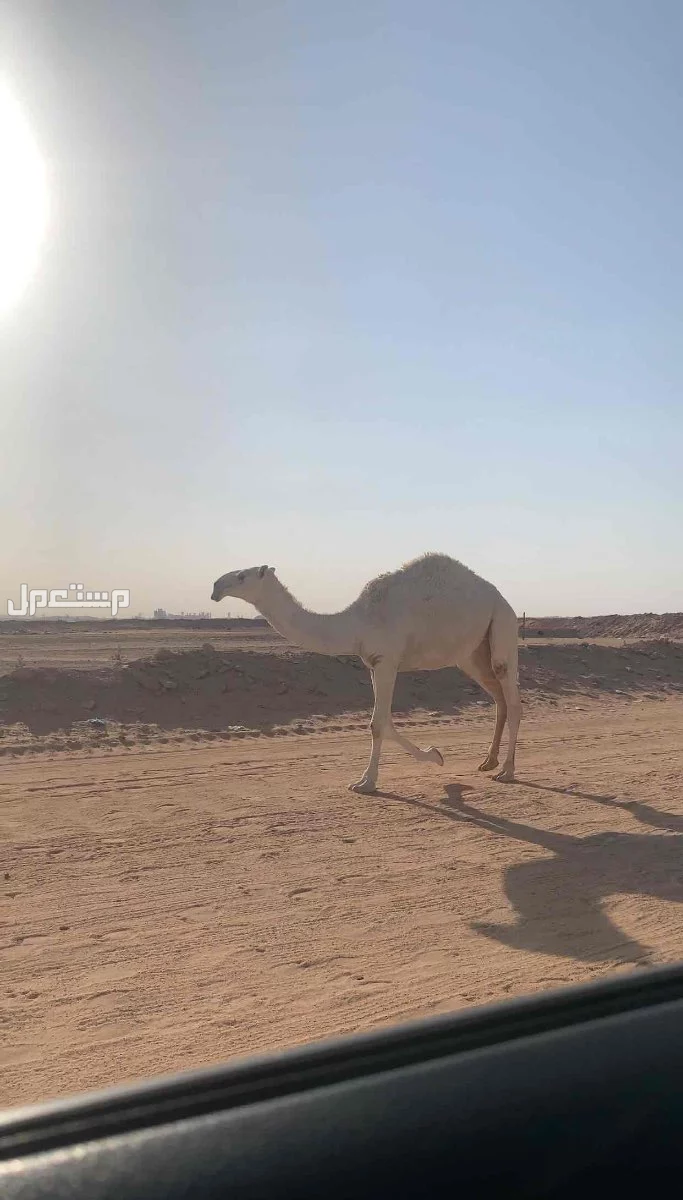 للبيع بكار وضح طيبات فردات عدد 3