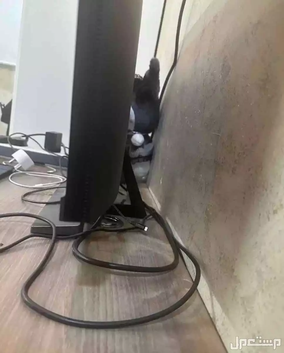 سعرها الاساسي ب 2000+ شاشة بين كيو 4k el2870u