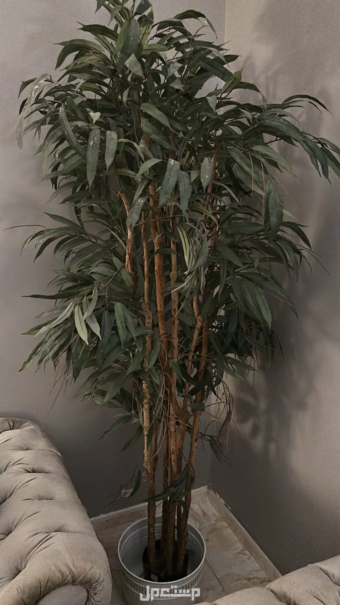 كنب للبيع مستعمل في جدة  في جدة بسعر 7 آلاف ريال سعودي