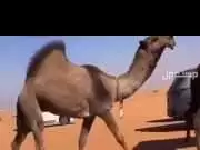 حلاق وغسل الابل مزين جرد ورقبة ممتاز يطلع جميع انحاء المملكة