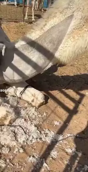 حلاق وغسل الابل مزين جرد ورقبة ممتاز يطلع جميع انحاء المملكة