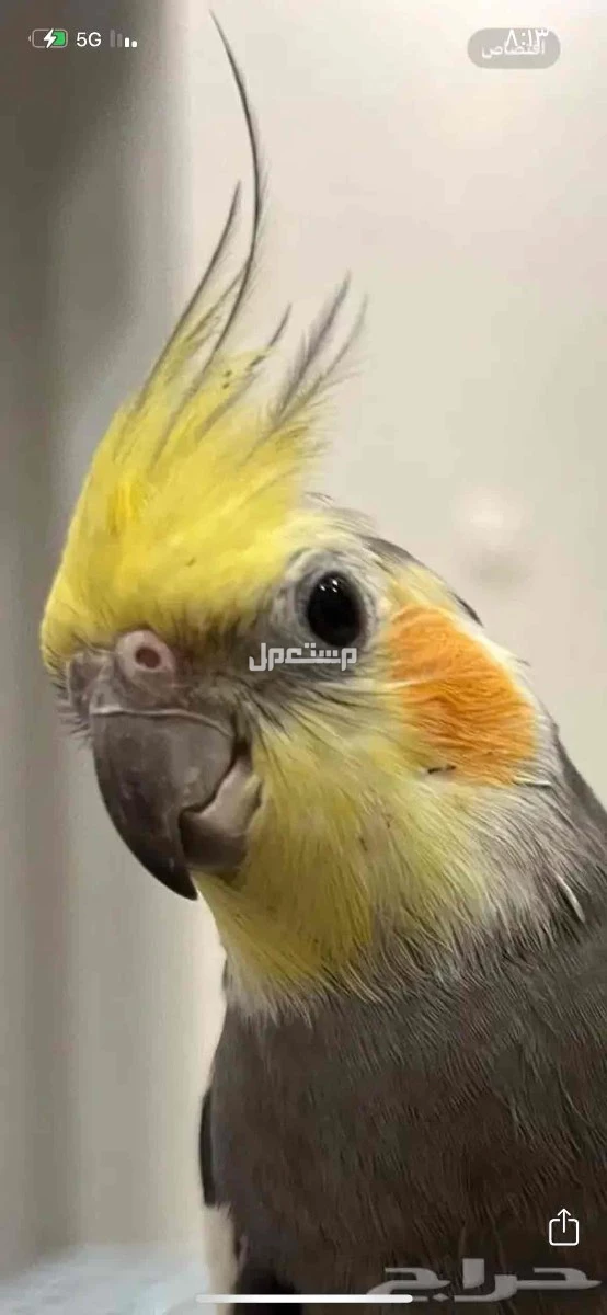 زوج منتج كروان للبيع مع قفص كبير