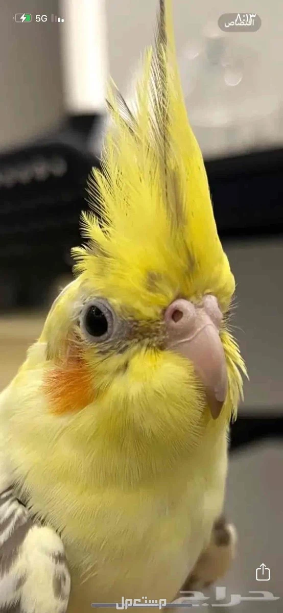 زوج منتج كروان للبيع مع قفص كبير