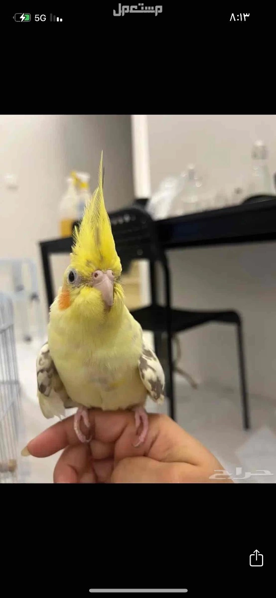 زوج منتج كروان للبيع مع قفص كبير