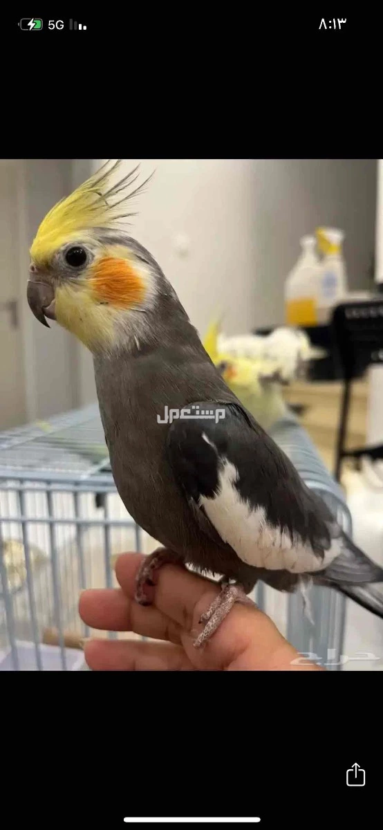 زوج منتج كروان للبيع مع قفص كبير