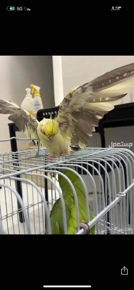 زوج منتج كروان للبيع مع قفص كبير