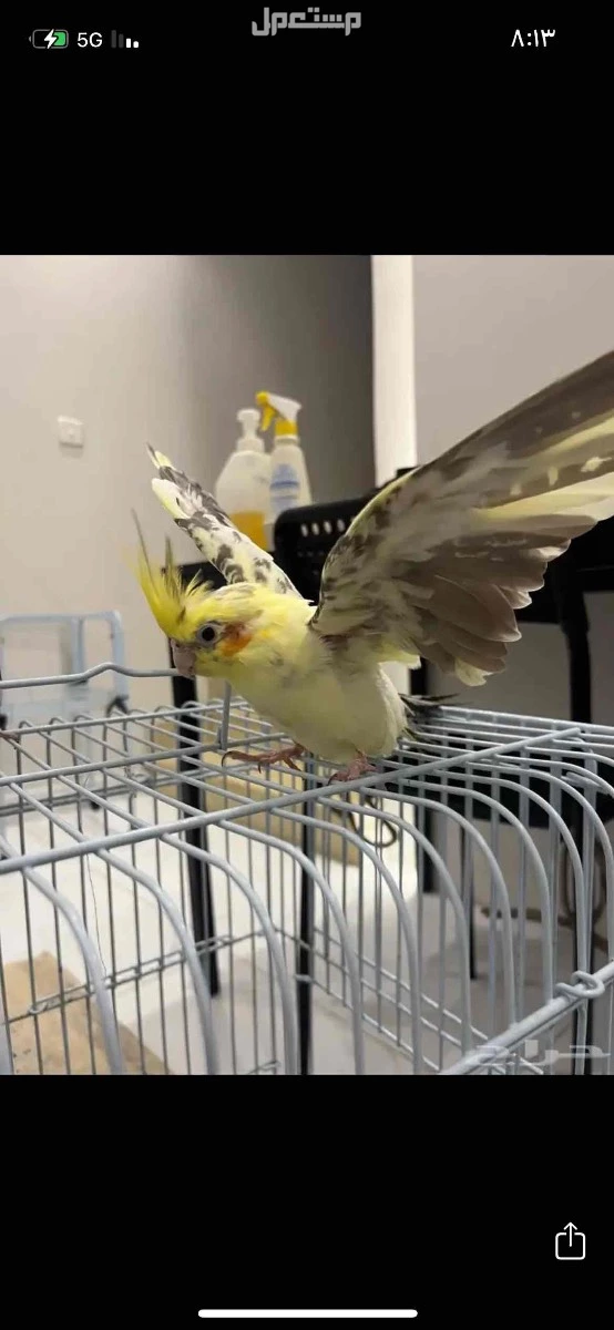 زوج منتج كروان للبيع مع قفص كبير