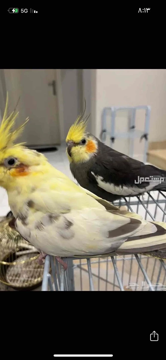 زوج منتج كروان للبيع مع قفص كبير