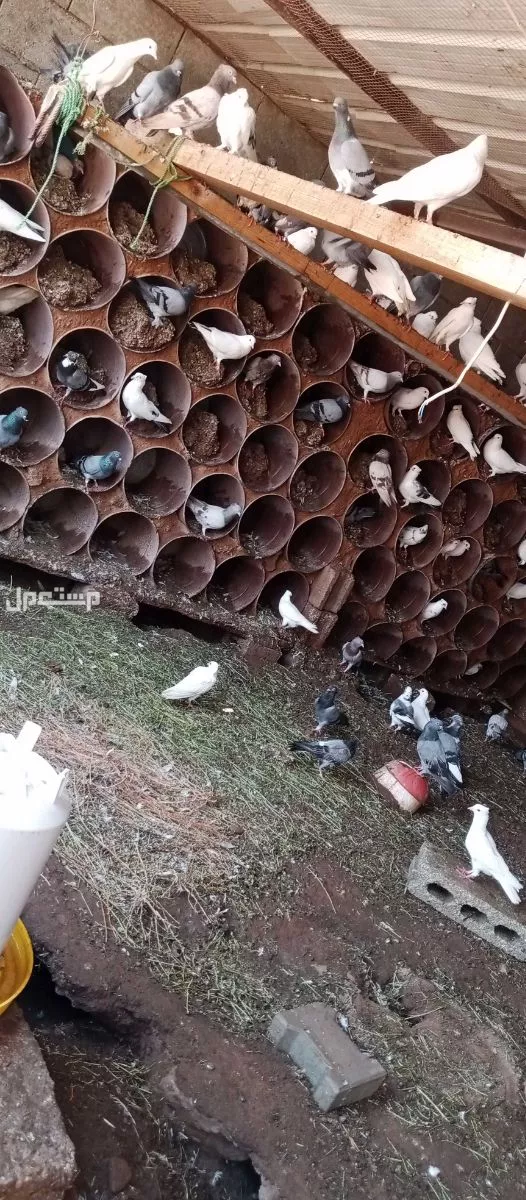 للبيع حمام متنوع بالحبه والزوج  في عيون الجواء بسعر 10 ريال سعودي