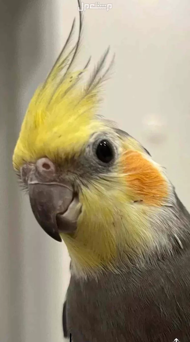 للبيع طائر الكروان  زوج ومنتجه. وحاليا معنا بيض مع القفص  وبقيت الاكل 650 ريال