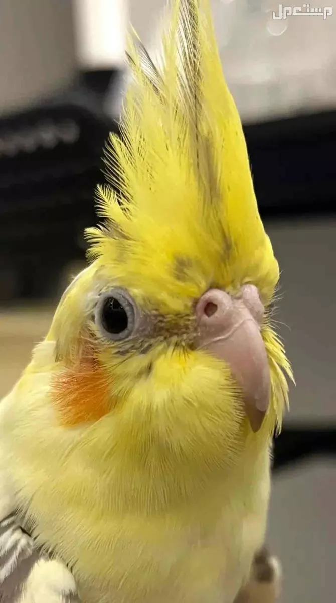 للبيع طائر الكروان  زوج ومنتجه. وحاليا معنا بيض مع القفص  وبقيت الاكل 650 ريال