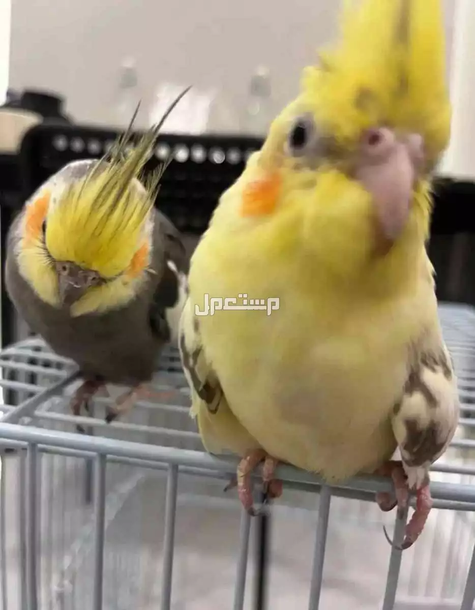 للبيع طائر الكروان  زوج ومنتجه. وحاليا معنا بيض مع القفص  وبقيت الاكل 650 ريال