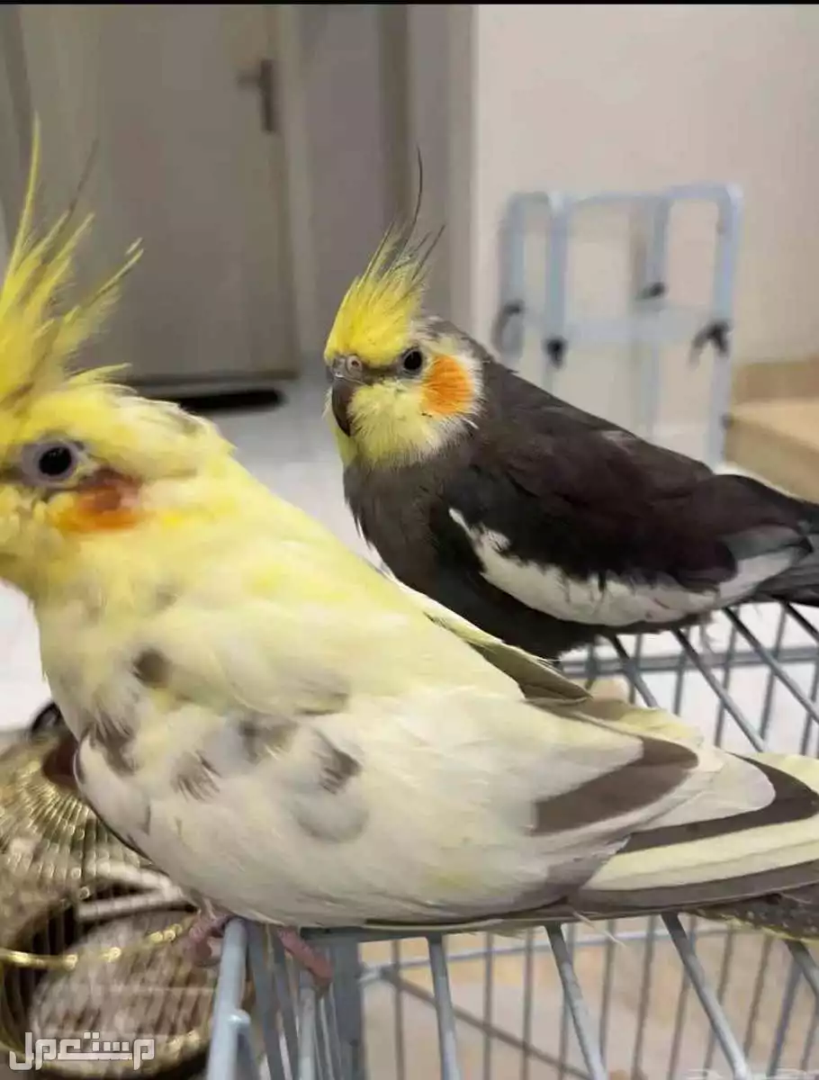 للبيع طائر الكروان  زوج ومنتجه. وحاليا معنا بيض مع القفص  وبقيت الاكل 650 ريال