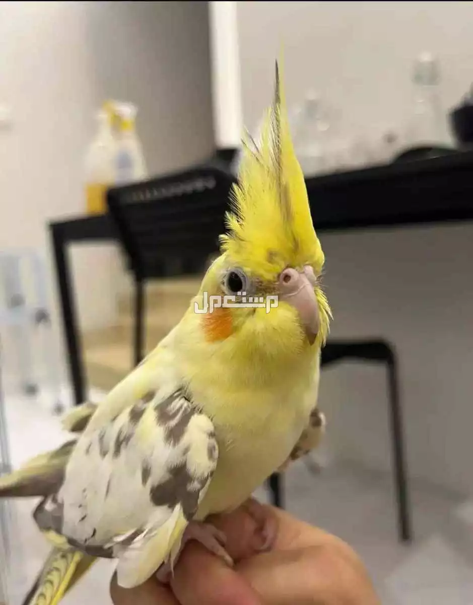 للبيع طائر الكروان  زوج ومنتجه. وحاليا معنا بيض مع القفص  وبقيت الاكل 650 ريال