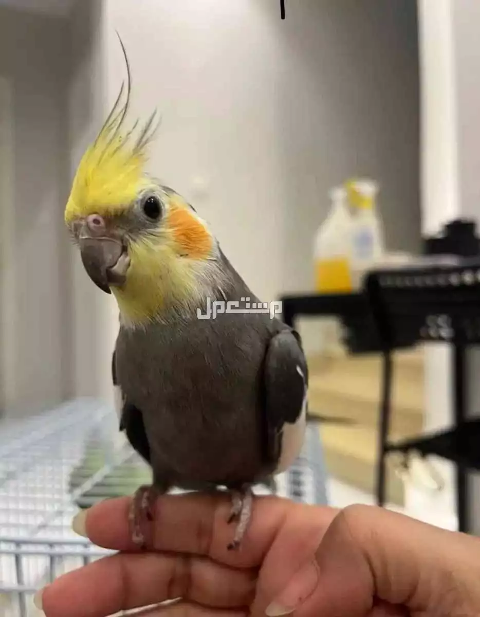 للبيع طائر الكروان  زوج ومنتجه. وحاليا معنا بيض مع القفص  وبقيت الاكل 650 ريال
