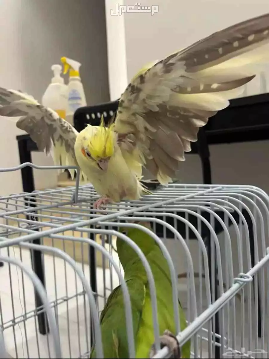 للبيع طائر الكروان  زوج ومنتجه. وحاليا معنا بيض مع القفص  وبقيت الاكل 650 ريال