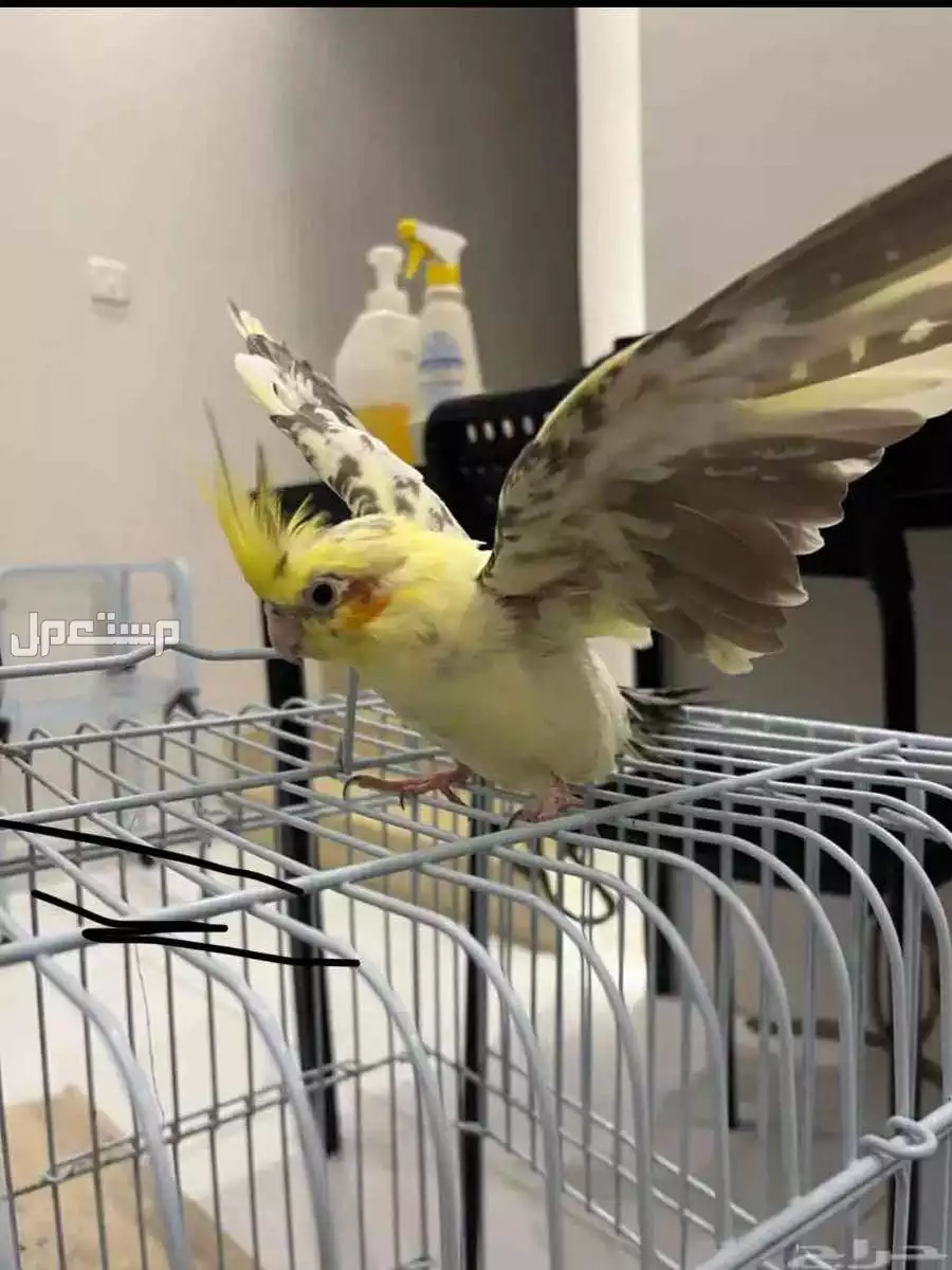 للبيع طائر الكروان  زوج ومنتجه. وحاليا معنا بيض مع القفص  وبقيت الاكل 650 ريال