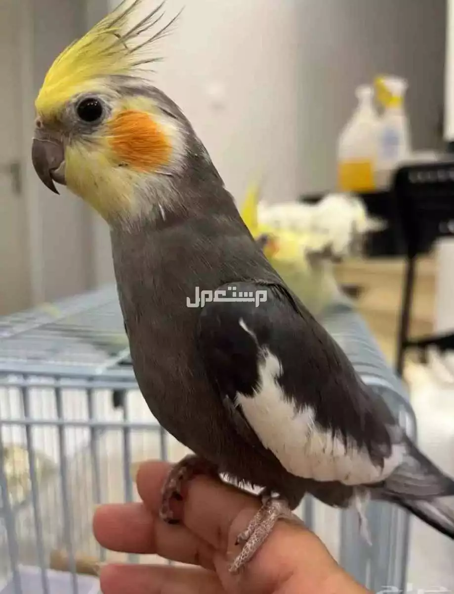 للبيع طائر الكروان  زوج ومنتجه. وحاليا معنا بيض مع القفص  وبقيت الاكل 650 ريال