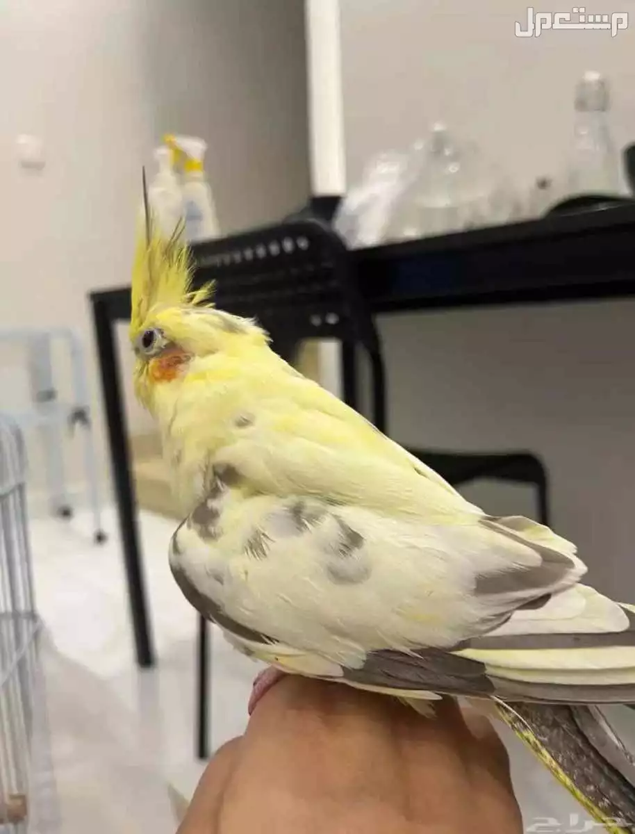 للبيع طائر الكروان  زوج ومنتجه. وحاليا معنا بيض مع القفص  وبقيت الاكل 650 ريال