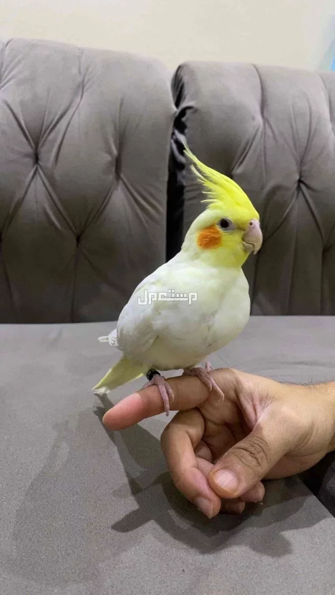 للبيع زوج كروان لاتيني جده كيلو 14 الشمالي  في جدة